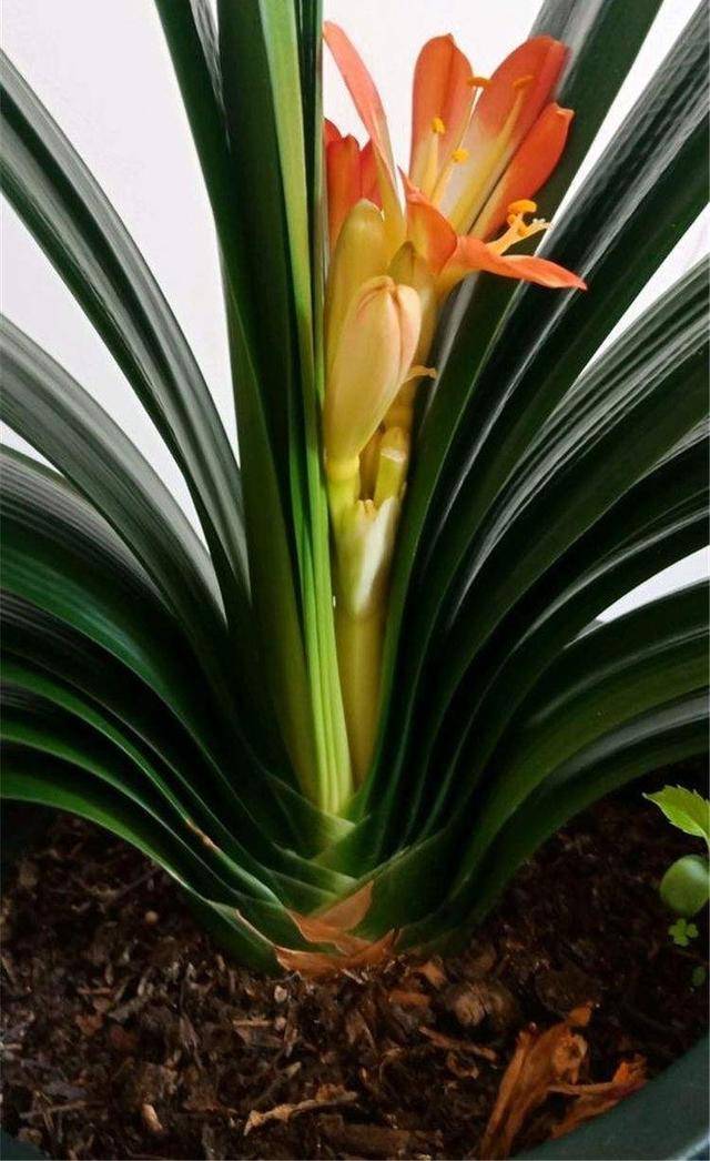 原创君子兰夹箭有3个方法顺利开出好几枝花成开花机器