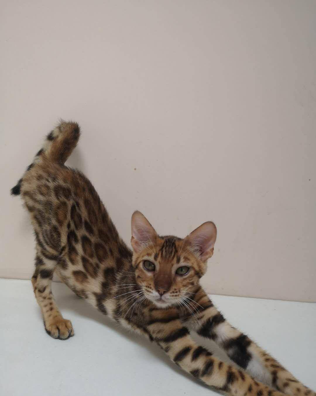 怎么看小猫有多大月龄 366cf531c24e455c9c8fc38a333ea91d.jpeg