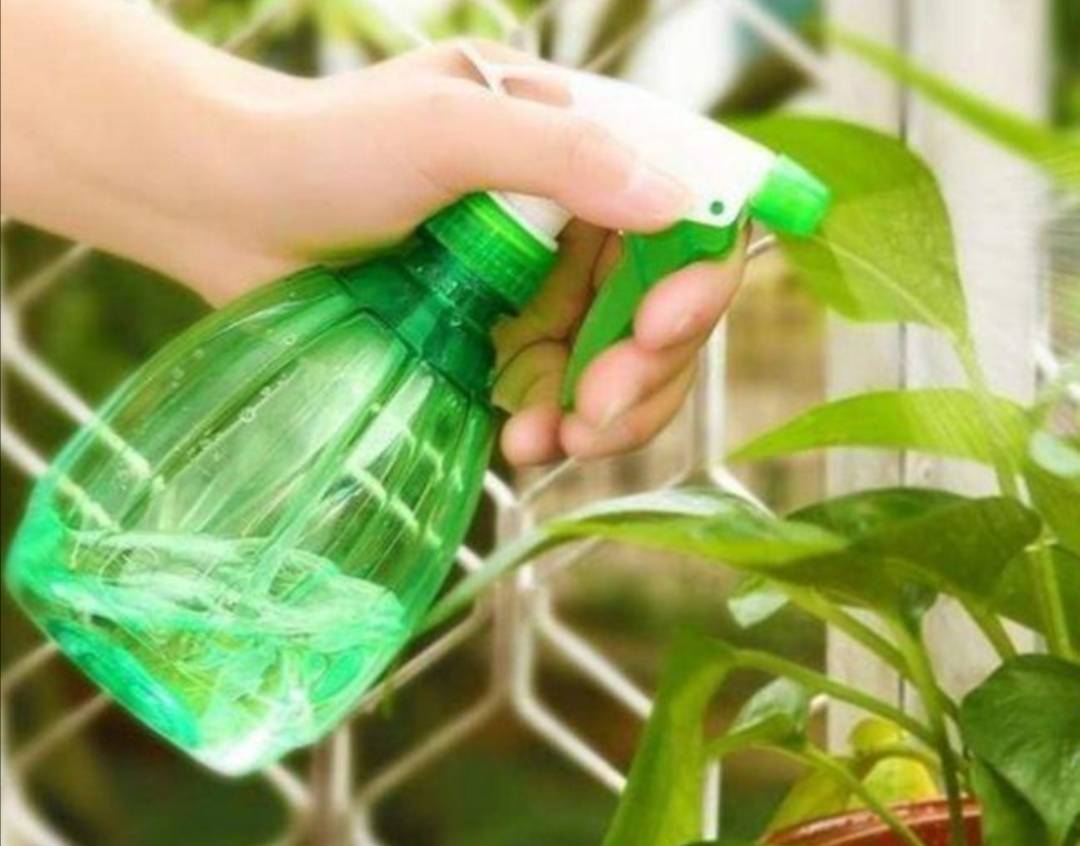 原创花盆里出现小虫子,不用买杀虫剂,往里面扔点"小东西"就管用