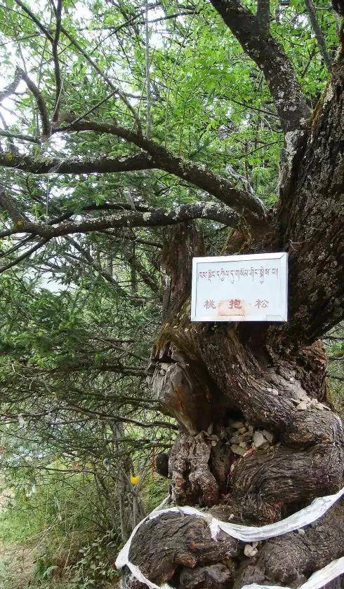 地球第三极的终极浪漫520这样秀恩爱绝不会被屏蔽