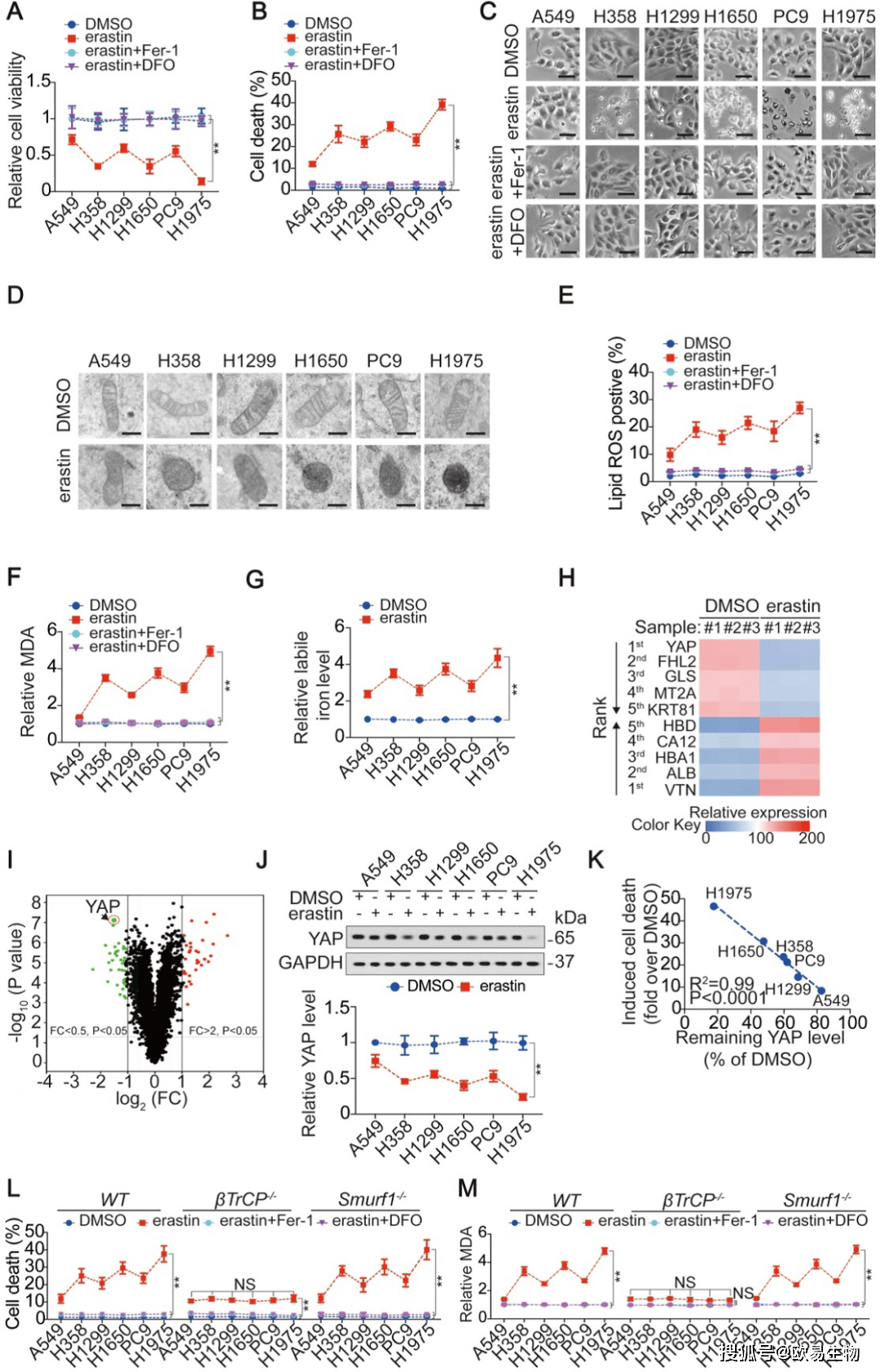 Tmt蛋白组学助力上海市胸科医院揭示肺腺癌中铁死亡敏感性机制 细胞