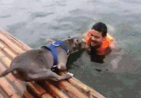落水後鬥牛犬拚命營救，主人卻哭笑不得，還讓不讓人游泳了？ 萌趣萌寵 第2张