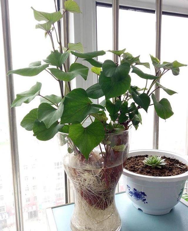 盆栽花生 aafdd5f692534c448064eaf732487062.jpeg