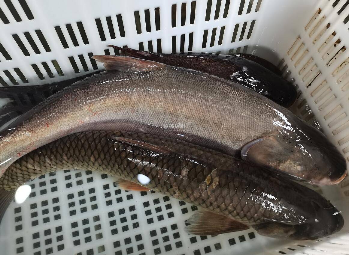 "猪肉自由""小龙虾自由"都实现了 鱼肉价格你咋不合群?