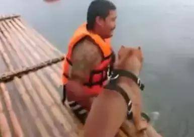 落水後鬥牛犬拚命營救，主人卻哭笑不得，還讓不讓人游泳了？ 萌趣萌寵 第3张