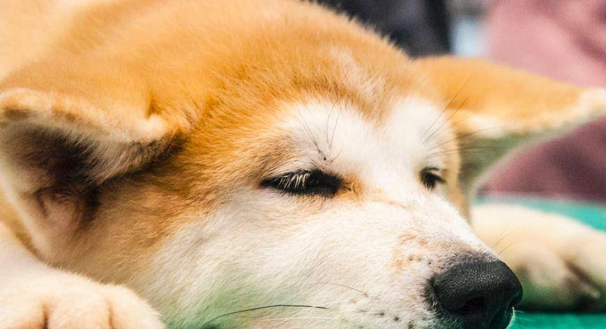 盘点五种看家能力最强的狗狗 第一名是许多人童年的好伙伴 牧羊犬