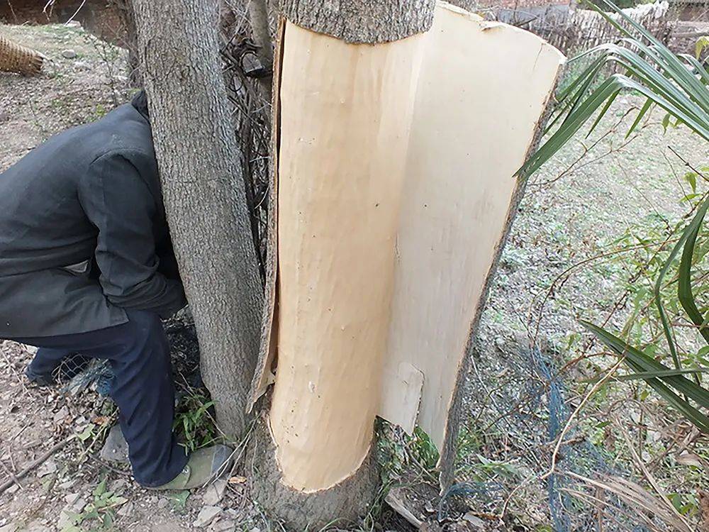 杜仲的问题杜仲树的生长速度在幼年期较为缓慢,速生