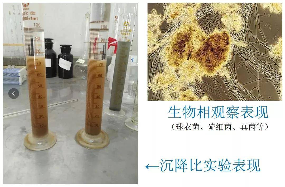 通过沉降比实验和生物相观察表现等(如球衣菌,硫细菌,真菌等),是观察