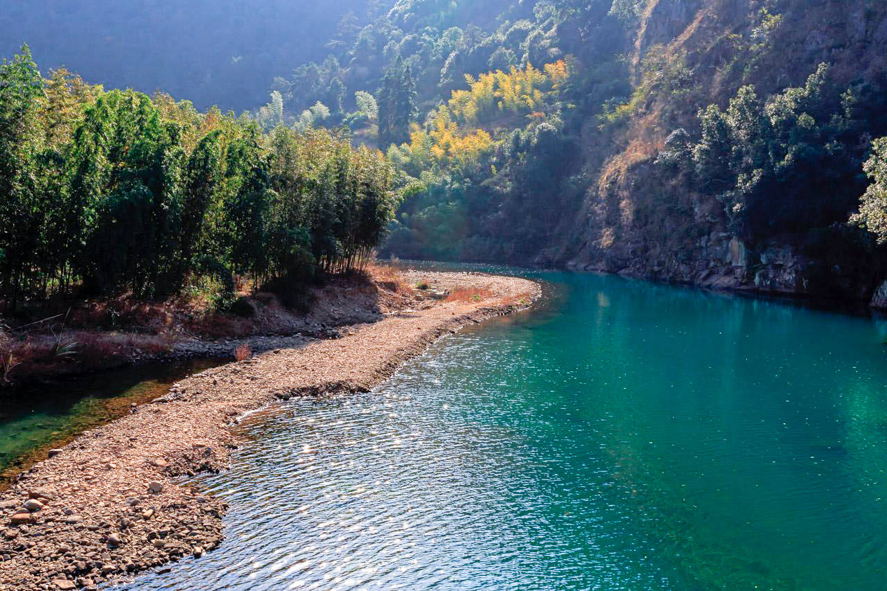 杭州十大古树之一桐庐芦茨湾的唐松浙江马尾松的形象代言人