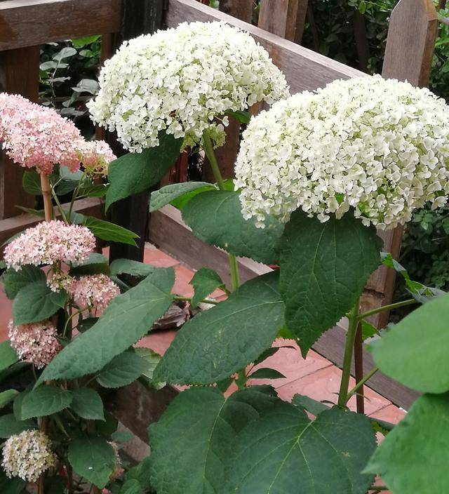 6月养绣球花,"一点"别做,两点加强,越开越多,又美又旺_开花