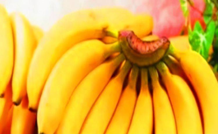 哈密瓜怎么种植在家里 596fb0fec732434180224efb7dd47d36.jpeg