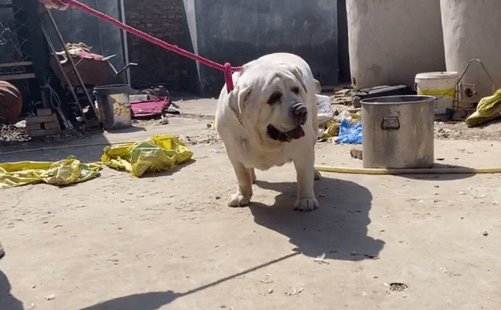 山东:一只拉布拉多重达200斤,大哥要价22万,网友:养头猪比它划算多了!