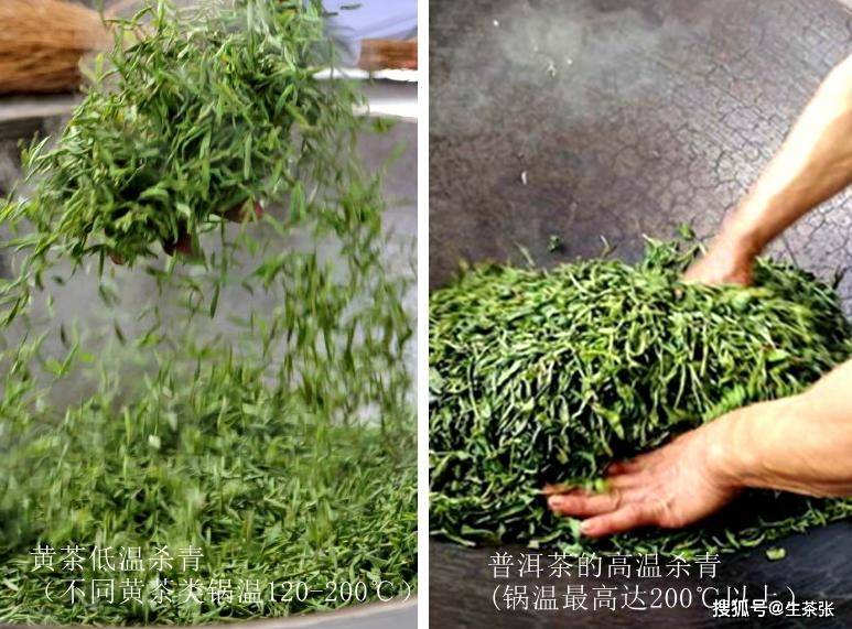又因黄茶的杀青多为低温,最高的黄大茶类锅温也才到200℃;而普洱茶