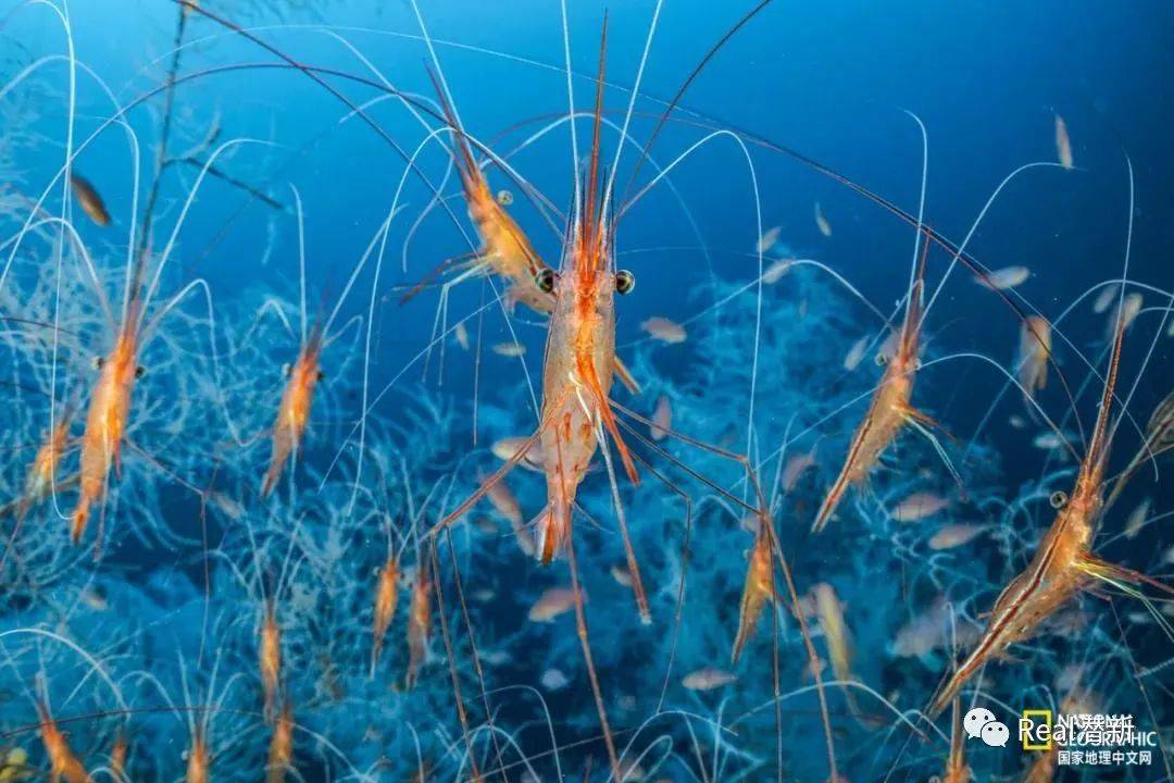 在深海生活一个月是种怎样的额体验?_潜水