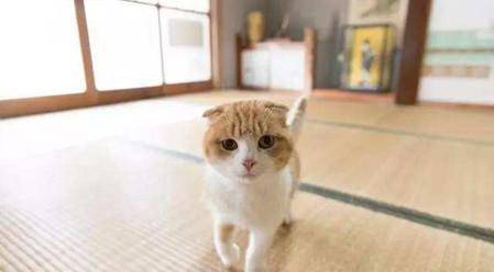 猫咪一直叫是怎么回事且声音很大 0e03da623ac64245a5eb13be9a30e09a.jpeg