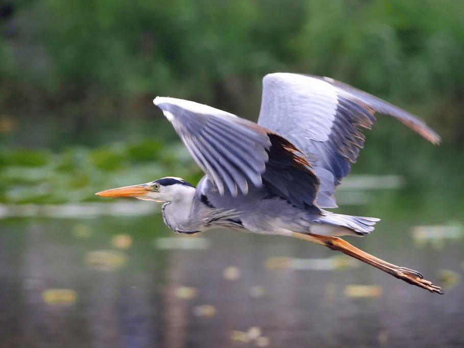 大批苍鹭飞抵北京圆明园 姿态优美吸引游客拍照