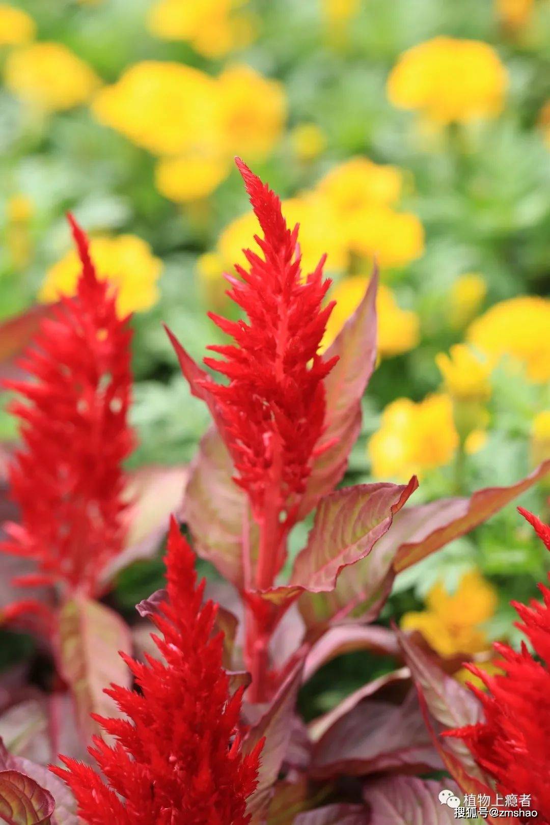 鸡冠花一季闲庭任茶冷流水悠悠送年华