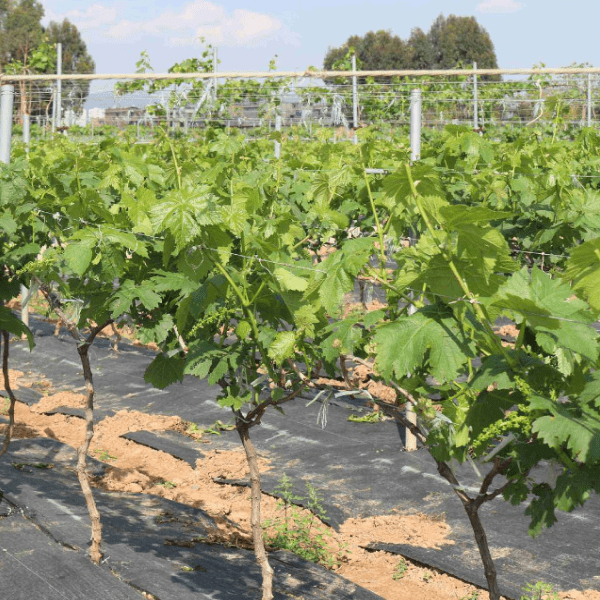 葡萄种植不发芽的原因