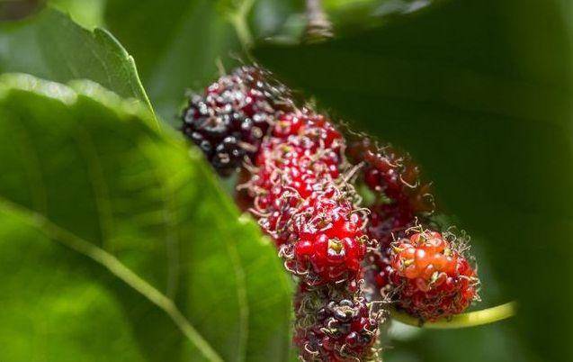 生桑葚新鲜 82b927d194ce4c94836fa5ed2571bb99.jpeg