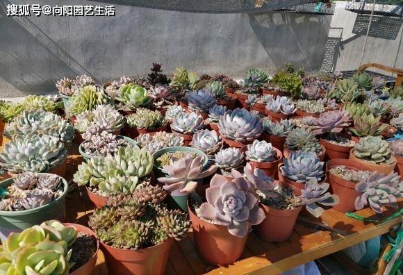 夏天的多肉怎么浇水 保持 少浇 原则 溜边浇水最安全 叶子并