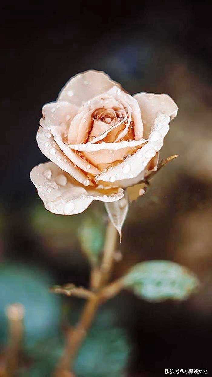 原创蕴含人生智慧的经典语录唯美精致深入人心