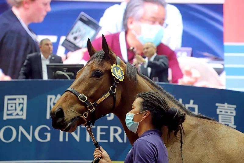 新拍马跑赢即获60万 21香港国际马匹拍卖会6月开槌 1赛马网 第一赛马网