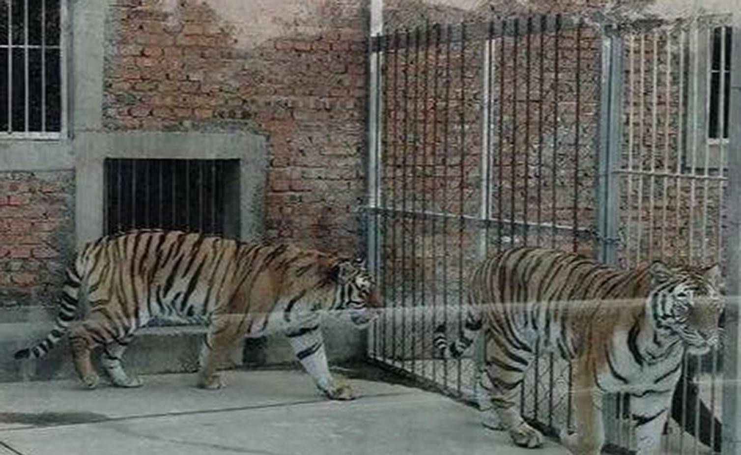 两只老虎?河南淅川县跑出老虎咬死饲养员,抓捕未果只能击毙?