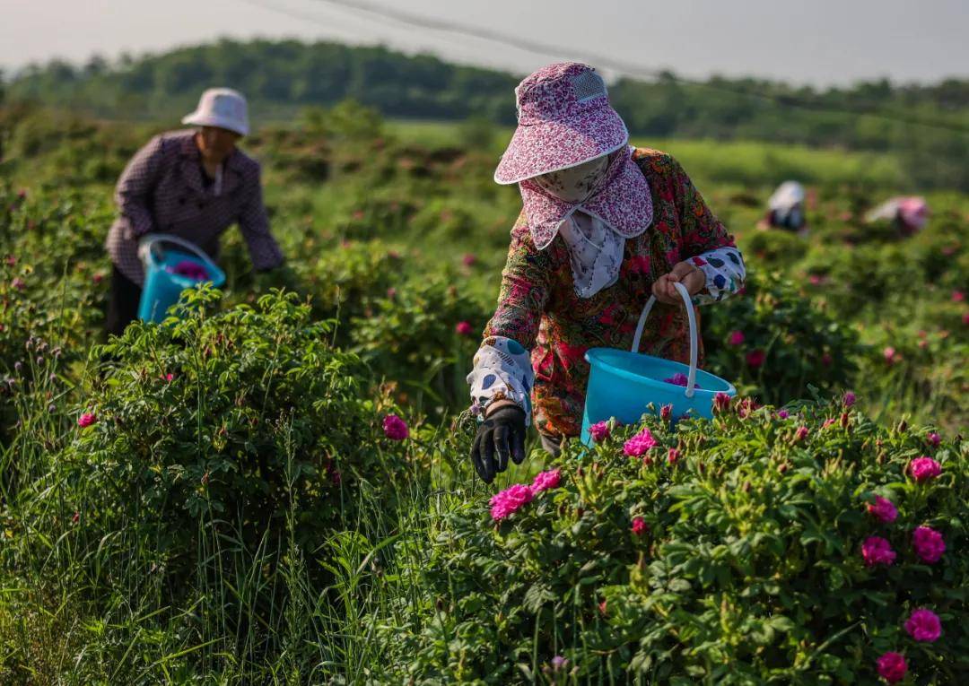 这就是山东荣成玫瑰美得醉人