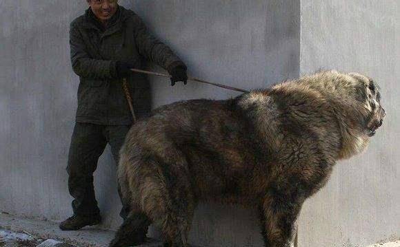 世界上最大的狗有多少千克 0c35b27bf64d43d8b1ed260df7d501a6.jpeg