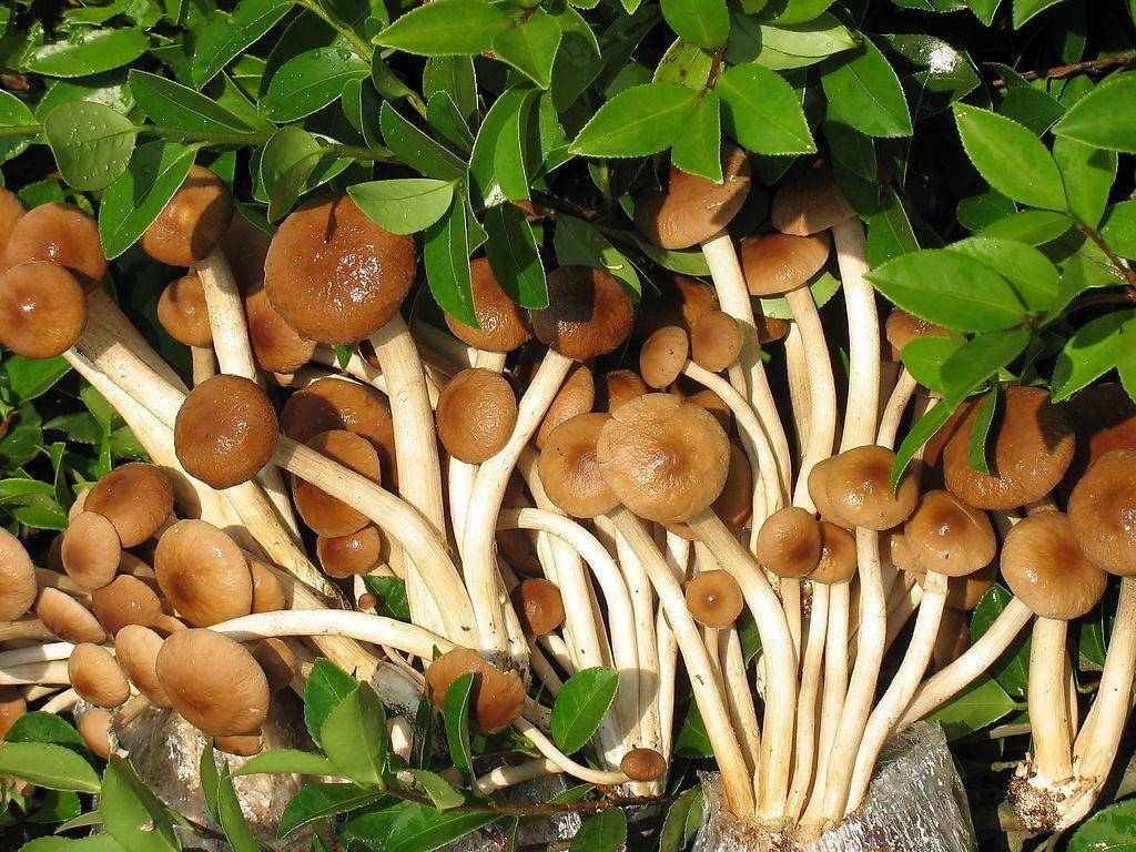 蜀九五生态门户网:乘互联网东风,打破传统生态农产品市场瓶颈