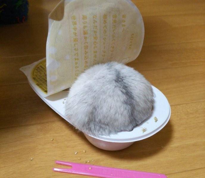 日本一只仓鼠钻进盒子里化身“大福”！宠物也能cosplay_角色