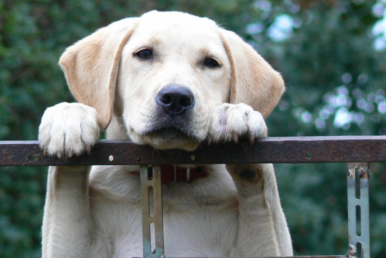 狗子面壁思过(面壁思过的狗狗)