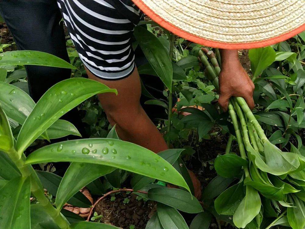 海南特有野菜,人称"雷公笋",遇雷电天气就疯长,泡酸菜是一绝