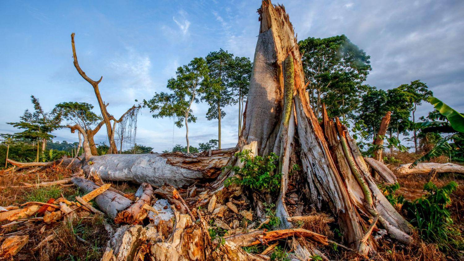 东南亚的主要经济来源之一金丝燕,是东南亚的国鸟吗?