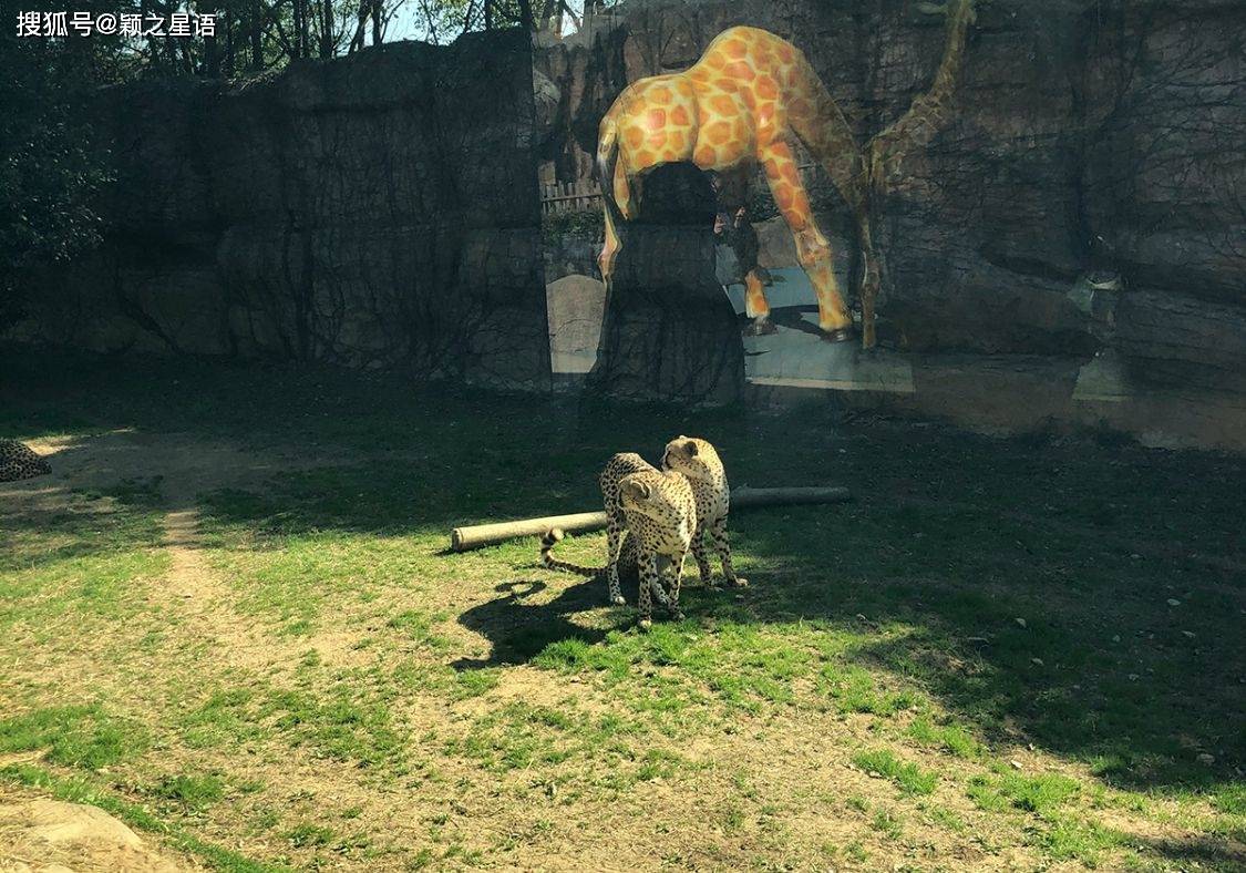 杭州野生动物园逃逸的第三只豹子去哪儿了