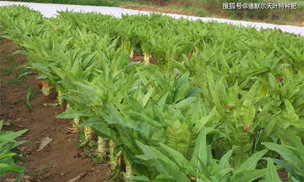 在莴笋生长发育过程中,会出现"窜苗"的现象,这些都与肥水管理不当及