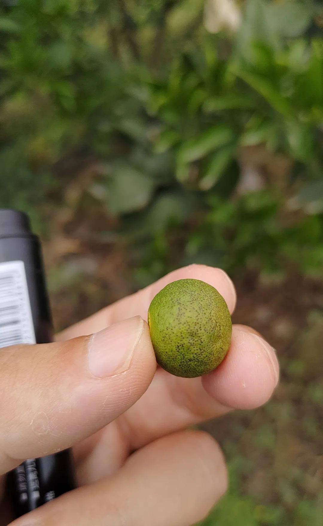 柑橘保果關鍵時,幼果膨大慢怎麼辦?柑橘膨果期用什麼葉面肥好?