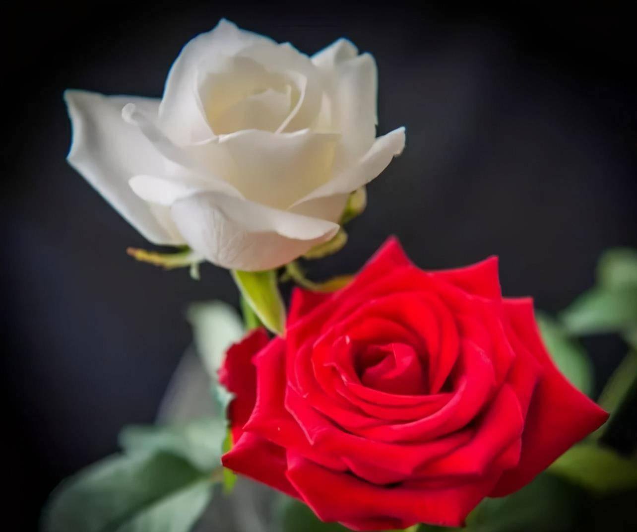 红玫瑰与白玫瑰的含义 红玫瑰与白玫瑰比喻什么