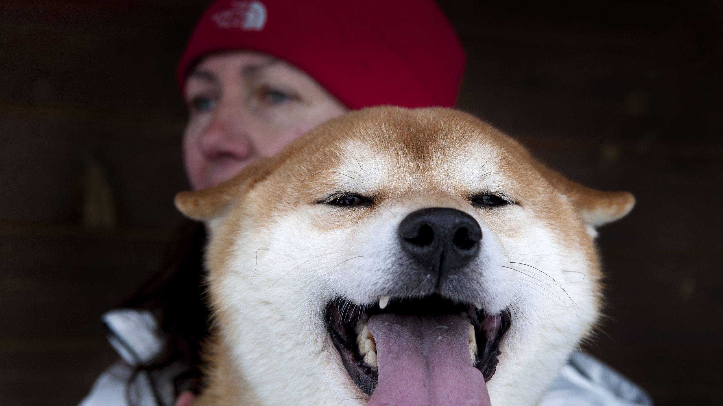 狗壁纸柴犬图片