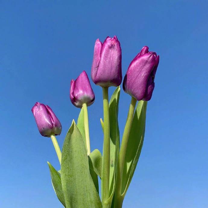 2021早安最美文案清新脱俗一见倾心