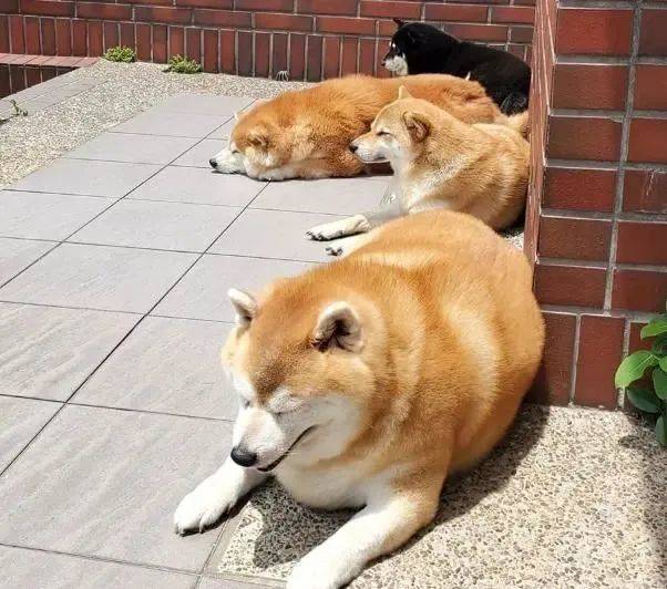 柴犬長出「海豹身材」，主人說出它的食量後，卻讓大家感到詫異 萌趣萌寵 第4张