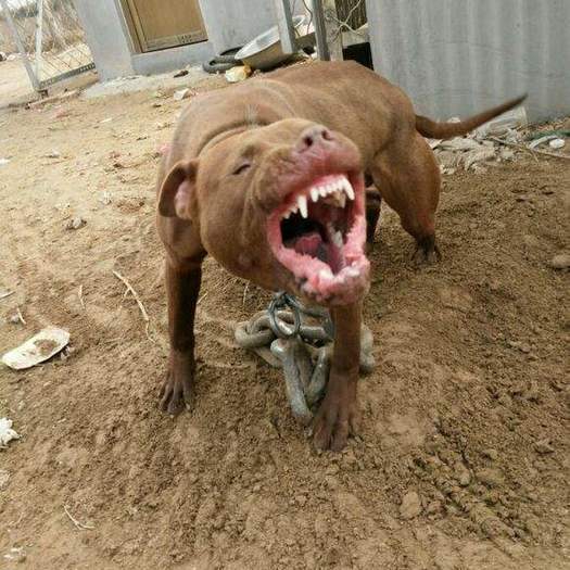 比特犬看上去傻傻的 打起来真凶猛 这是地球生物吗 斯塔福