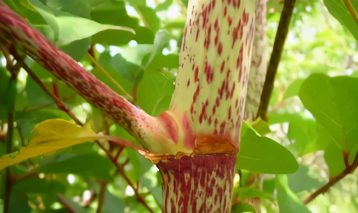 无性繁殖造出最大克隆体,这株东方植物,致英国房屋贬值80%