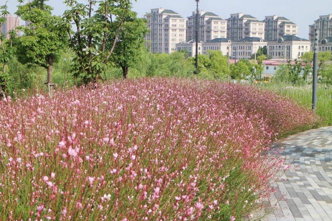 山桃草为多年生宿根草本,花色白中带粉色,株高60-100cm,宜生长在阳光