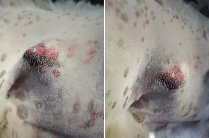 勿以"疝"小而不为,瑞派宠物医院用服务成就品牌!