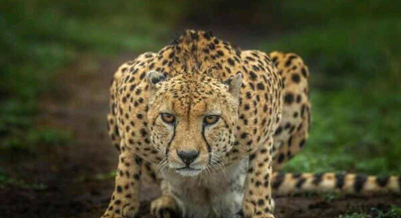 猫科动物实力排名_猫科动物大小排名图片(3)