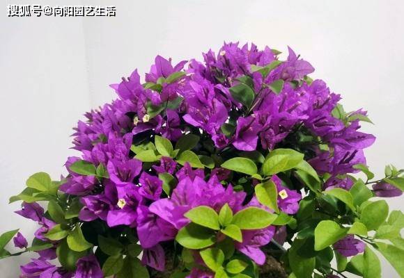 c83d8340adbb4058a9693be35cd361ba.jpeg