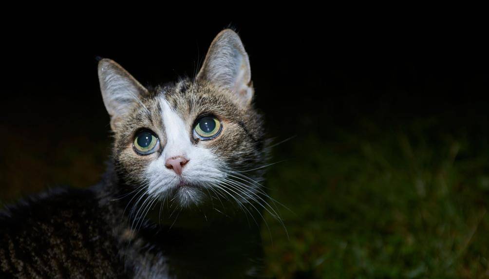原创澳大利亚开始实施猫"宵禁",70%的人赞成,其中包括爱猫人士