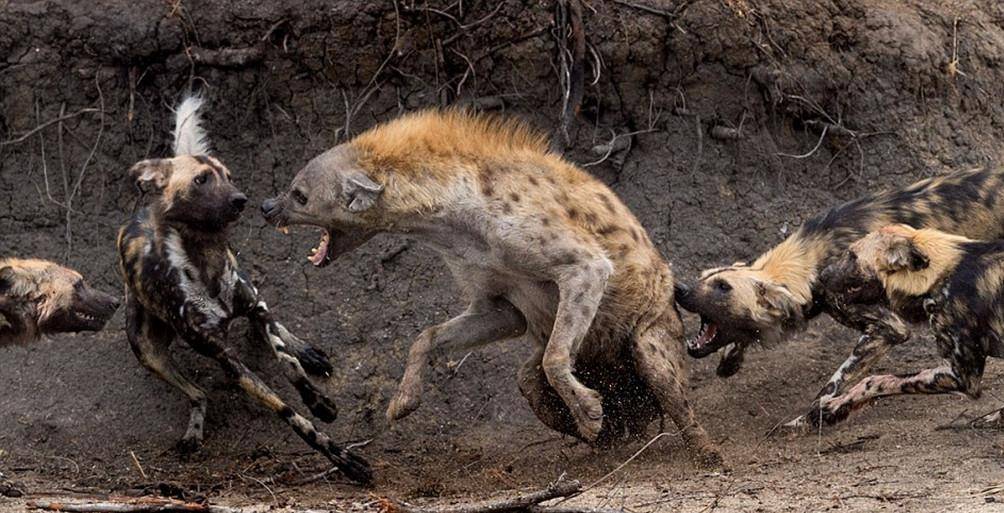 在非洲大草原上,掏肛技术鬣狗一家独大?它也常被对手反"掏"_动物