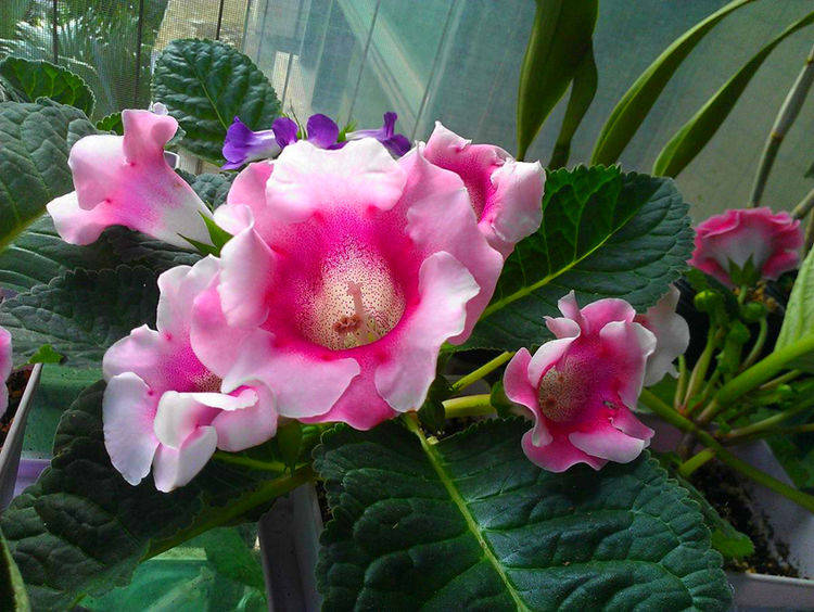 盆栽花卉大岩桐 febd7abec9c54eb6b5eaf2d7892e2eb3.jpeg